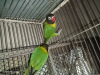 Yellow color love bird